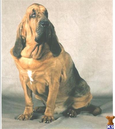 Bloodhound Puppies for Sale