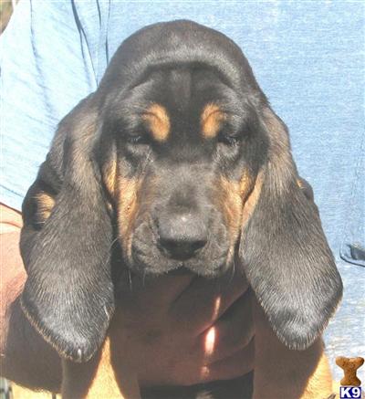Bloodhound Puppies for Sale