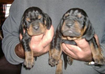 Black and Tan Coonhound Puppies for Sale