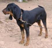 Black and Tan Coonhound Puppies for Sale