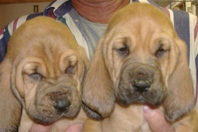 Puppies in AR