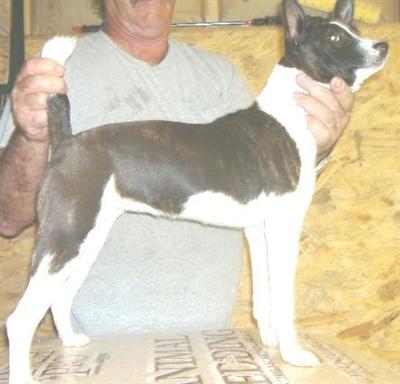 Basenji Puppies for Sale
