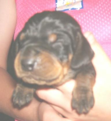 Black and Tan Coonhound Puppies for Sale