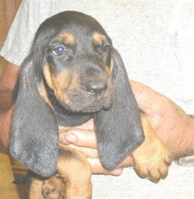 Black and Tan Coonhound Puppies for Sale