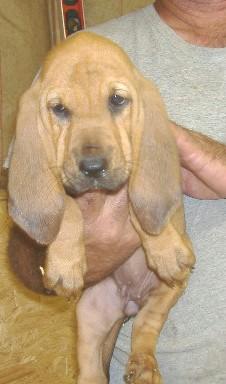 Bloodhound Puppies for Sale