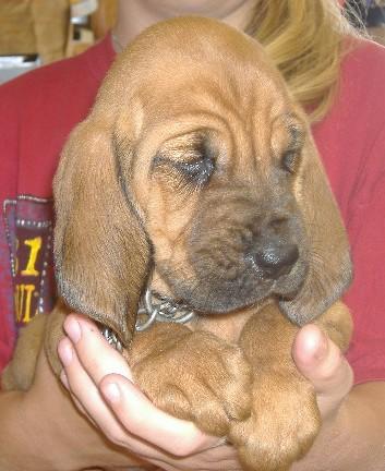 Bloodhound Puppies for Sale