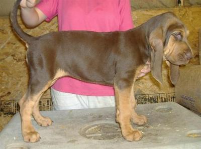 Bloodhound Puppies for Sale