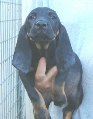 Black and Tan Coonhound Puppies for Sale