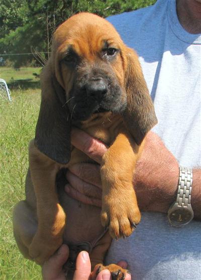 Puppies in AR