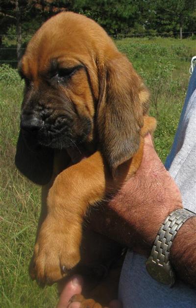 Puppies in AR