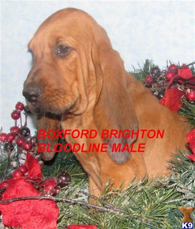 Bloodhound Puppies for Sale
