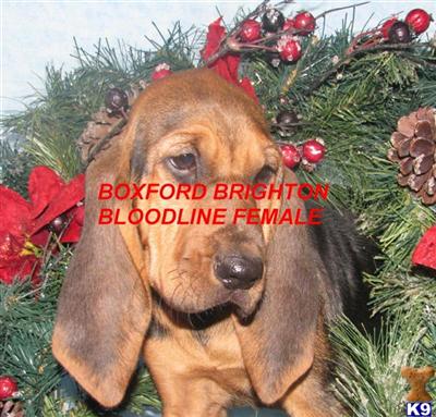 Bloodhound Puppies for Sale