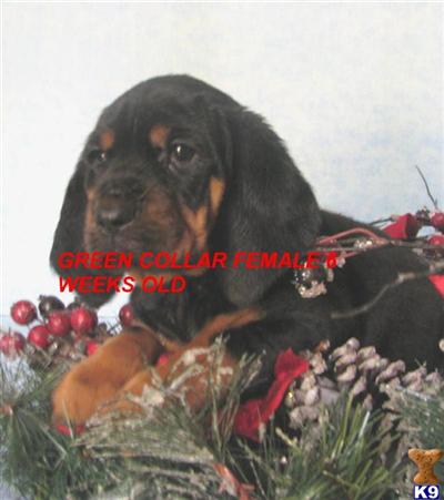 Black and Tan Coonhound Puppies for Sale