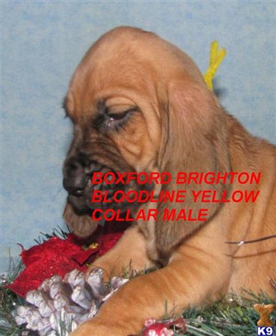 Bloodhound Puppies for Sale