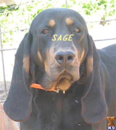Black and Tan Coonhound Puppies for Sale