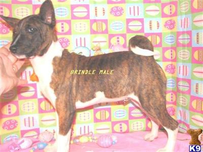 Basenji Puppies for Sale