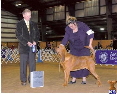 Bloodhound Puppies for Sale