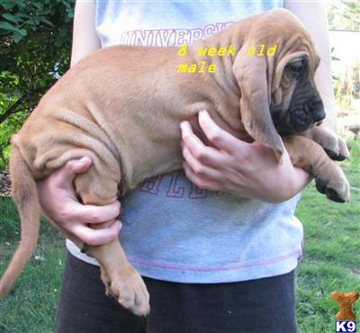 Bloodhound Puppies for Sale