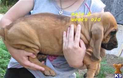 Bloodhound Puppies for Sale