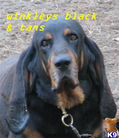Black and Tan Coonhound Puppies for Sale