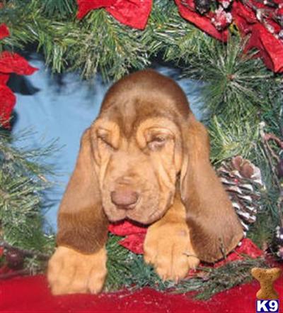 Bloodhound Puppies for Sale