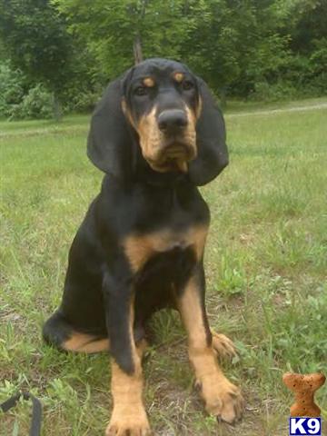 Black and Tan Coonhound Puppies for Sale