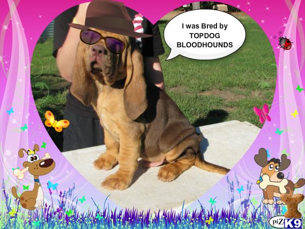 Baby Bloodhound Puppies