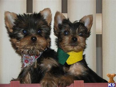 Puppies in WI
