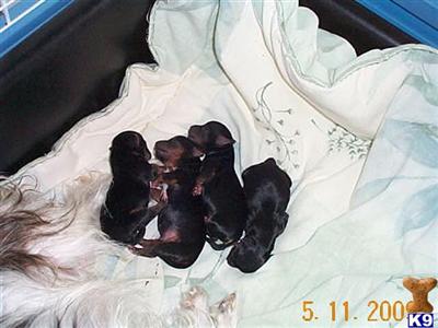 Puppies in WI
