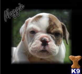 Bulldog Puppies for Sale
