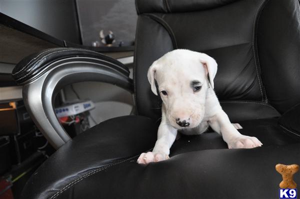 Dogo+argentino+breeders+in+california