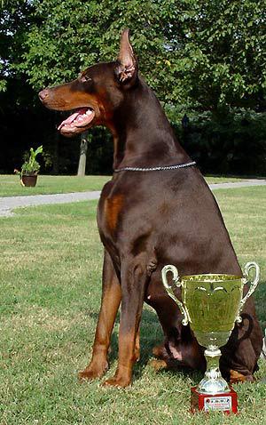 Doberman Pinscher Puppies for Sale
