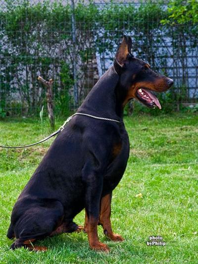 Doberman Pinscher Puppies for Sale