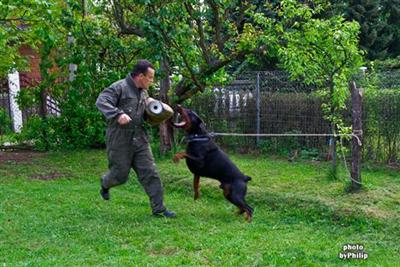Doberman Pinscher Puppies for Sale