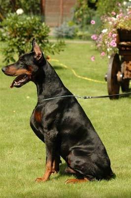Doberman Pinscher Puppies for Sale