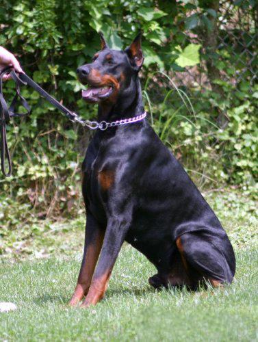 Doberman Pinscher Puppies for Sale