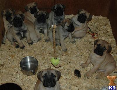 Bullmastiff Puppies for Sale
