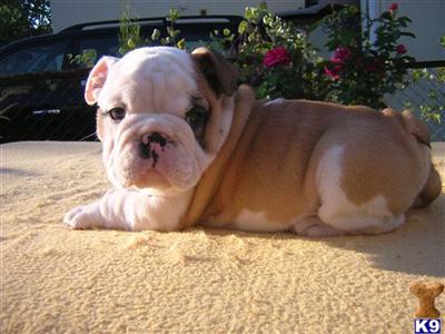 Bulldog Puppies for Sale