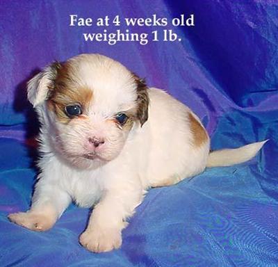 Mi-Ki Puppies for Sale