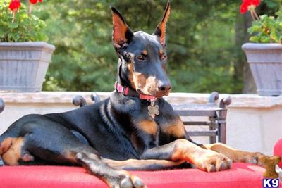 Doberman Pinscher Puppies for Sale