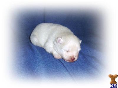 Puppies in WI