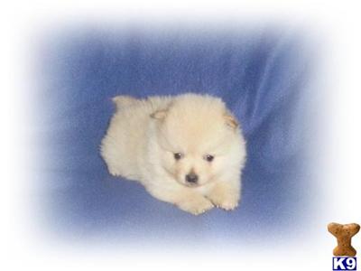 Puppies in WI