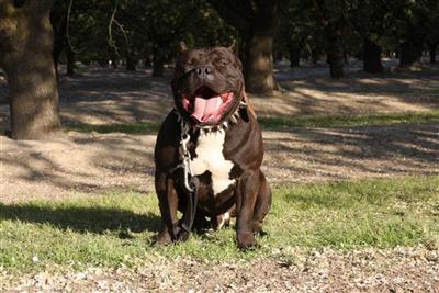 Stud Dogs - American Pit Bull