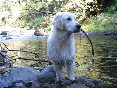 Stud Dogs in OR
