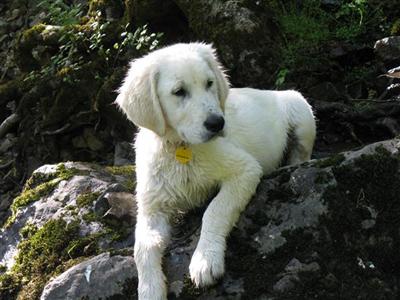 Stud Dogs - Golden Retriever
