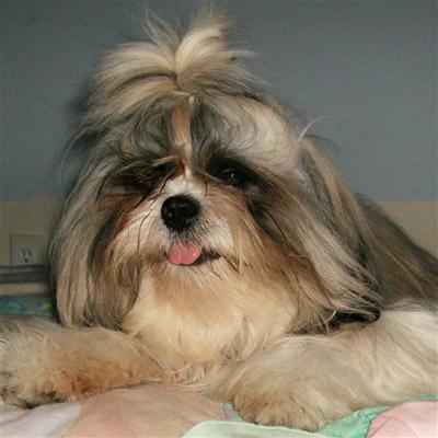 Stud Dogs - Shih Tzu