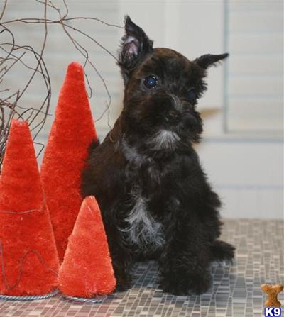 Miniature Schnauzer Puppies for Sale