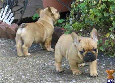 French Bulldog Puppies for Sale