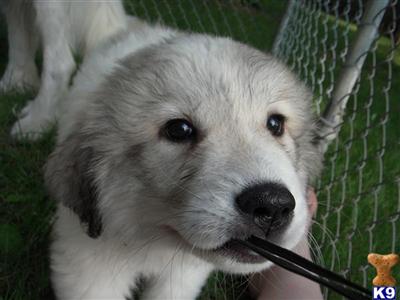 Puppies in OH