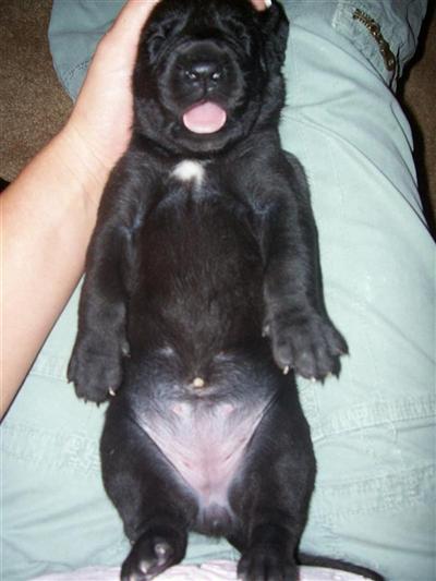 Puppies in GA